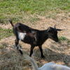 Fainting Goat, Doe