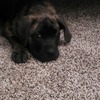 Female Cane Corso Puppy