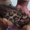 Tica registered sbt 4 Bengals