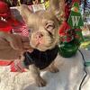 Adult female no litter! NewShadeIsabellaPink