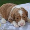 F1b Bernedoodle Chantilly Female