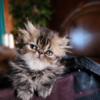 Persian Kittens, Ready for New Year 2024: Red, Tabby M and Calico & White F