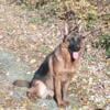 AKC German Shepherd Pups