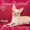 AKC Chihuahua Puppies- Noah, Fawn Smoothcoat Male