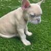 French Bulldog Female