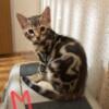 Beautiful Bengal Kittens $500 /pet - One hour south of Cincy.