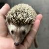 Baby Hedgehogs Males and Females