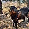 Goat buck for sale