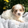 Darling Litter of Teddy Bear Puppies