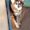 6 months Malamute, Shepherd, husky,  READY NOW