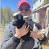 Nigerian Dwarf Mini Goats For SALE