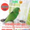 Eclectus Male Baby