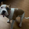 American Bully 