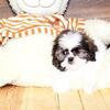 Shih tzu girl -- $500