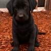 AKC Registered Black Female Labrador Retriever Puppies