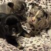 blue piedbal Stud French  bulldog