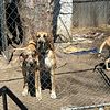 Great Dane pups born 9-26-23