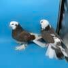 Fancy pigeons- 