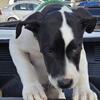 American  bulldog   pair  large. great temperment and markings 