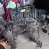 Shihpoo stud ONLY $100 (Shih Tzu mix Poodle)