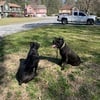 ICCF Cane Corso Puppies