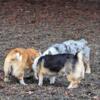 Pembroke Cardigan Corgi Puppies 11 weeks old.