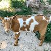 Nigerian dwarf and Mini Nubian goats