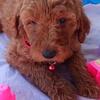 Poodle Puppy