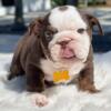 Akc Registered English Bulldog pups available