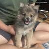 Toy fox face Pomeranians