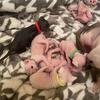 Tica registered Sphynx kittens