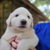 Great Pyrenees Pups Available
