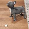 Blue female frenchie 