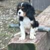 Cavalier King Charles Pippies for sale