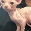 Sphynx kitten female