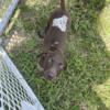 German Shorthaired Pointer puppies