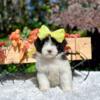 F1 Medium Chocolate & White Aussiedoodle Female Puppy Ready for her new home 