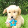 Sweet Male Mini Goldendoodle For Sale