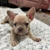 15 week old French bull dog