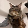 Maine Coon Kittens 