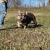 Lilac and Tan French Bulldog Stud