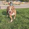 RBG Megalodon x Bossy Goodbar Stud