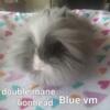 Beautiful  blue vm doublemane  lionhead doe