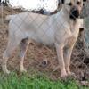 Mellow Yellow cane corso