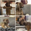 Registered, pet price older pups ready to go, Hammond Indiana, not asking much