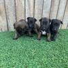 Belgian malinois