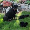 ROTTWEILER PUPPIES Available August 1