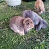 Holland Lop female rabbit