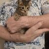 Tabby kittens