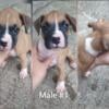 BOXER PUPPIES READY TODAY available purebred fawn flashy